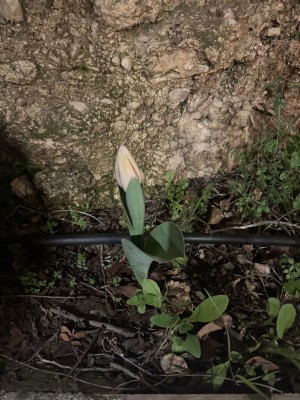 המלצה על יקב פסגות